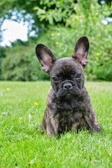 Puppy black brown brindle French bulldog sitting in the grass. Natural background