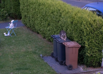 Raccoon sits on the garbage cans at dawn, eating an old piece of bread