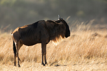 Naklejka premium Wildebeest in the grassland of Masa Mara, a backlit image