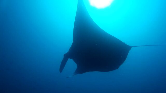 Oceanic manta ray swimming in the blue