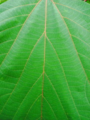 初夏のアカメガシワの若葉