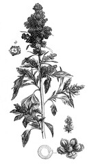 Quinoa plant (Chenopodium quinoa) / Antique engraved illustration from Brockhaus Konversations-Lexikon 1908	