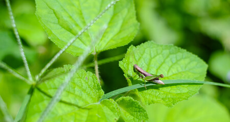Wildlife closeup shot of a grasshopper perched on a green grass leaf