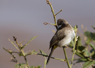 Closeup of common Bulbul, Masai Mara