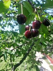 ripe cherries in the tree. red fruits in orchard