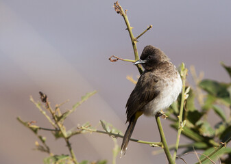 Common Bulbul perched on a bush, Masai Mara