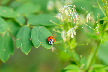 Marienkäfer