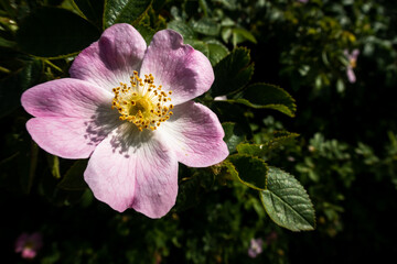 schöne Blüte einer Hundsrose Makro