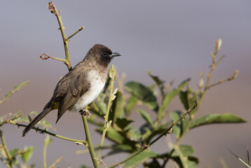 Fototapeta premium Common Bulbul perched on a bush, Masai Mara