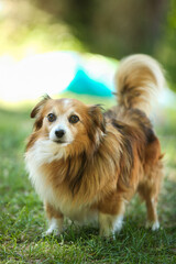Obraz premium Small cute white-red dog playing in a park. Summer outdoor recreation. Doggy waiting for the owner.