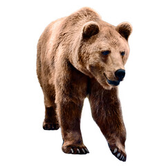 A brown bear stands on all fours and looks ahead, isolated against a white background.