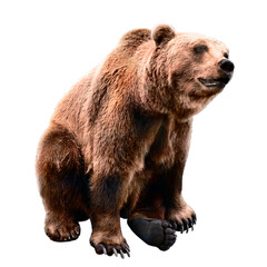 Brown bear sitting on a white background, isolated.