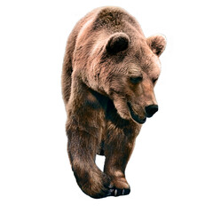 The brown bear stands on all fours and turns its head to the side. isolated on a white background.
