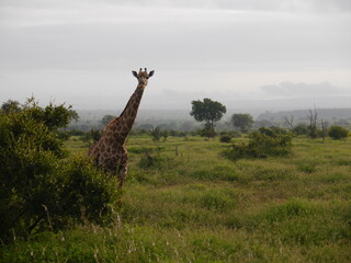 Giraffe responding to a call