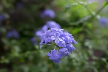 Blooming phlox "Blue paradise" in the garden with narrow depth of field. Or Plumbago Auriculata. Blurred green background