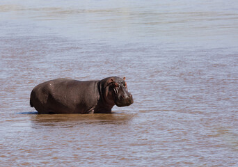 Hippopotamus in Mara river, Masai Mara