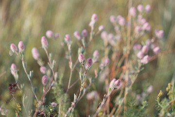 Obraz premium Trifolium arvense , commonly known as hare's-foot clover, rabbitfoot clover, stone clover or oldfield clover. Place for text.