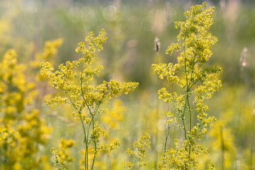 Obraz premium Flowering meadow, Galium verum, lady's bedstraw or yellow bedstraw.