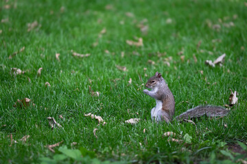 Squirrel In Grass