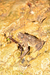 frog in the pond