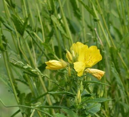 Wonderful view of the blooming yellow flowers of evening primrose (Oenothera) blooming in the garden in summer close up