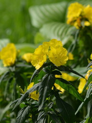 Wonderful view of the blooming yellow flowers of evening primrose (Oenothera) blooming in the garden in summer close up