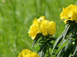 Wonderful view of the blooming yellow flowers of evening primrose (Oenothera) blooming in the garden in summer close up