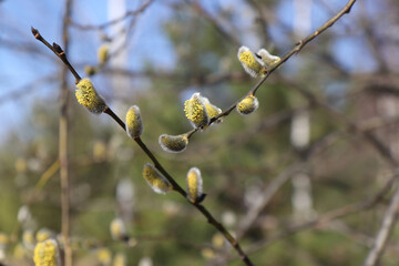 A close up of male catkins of goat willow (Salix caprea). A flowering branches of pussy willow in the spring forest in sunny day, selective focus, blurred background