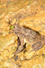 frog sitting on the stone