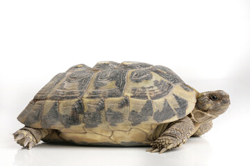 Tartaruga Sarda isolata su sfondo bianco