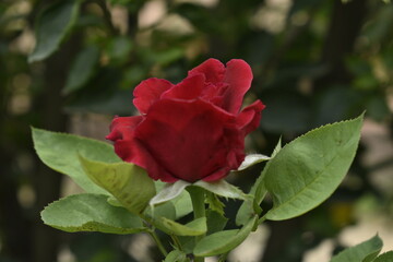 A closeup photograph of a flower plant at bloom time.