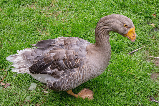 Kholmogorsky goose domestic bird breed