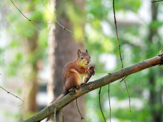 Red squirrel sits on a branch in the forest. She has a bump in her paws. The squirrel is looking at you. Copy space.