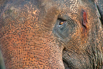 Sri Lankan Elephant, Elephas maximus maximus, Minneriya National Park, Sri Lanka, Asia