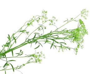 Flowering stem parsley's with sparser leaves, flat-topped umbels and immature seeds, isolated on a...