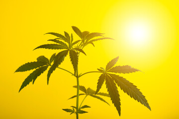 Beautiful cannabis or hemp bush on a background of yellow sunset sky.