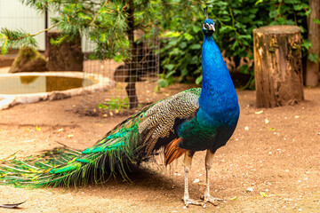 Peacock is a bird with beautiful colored feathers