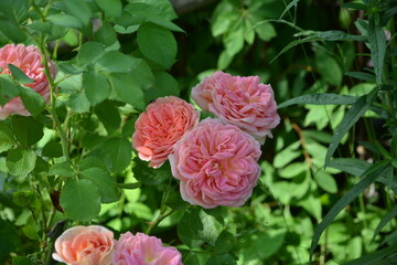 Wonderful view of a beautiful flower of the rose plant, on a green background in the garden of a country house close-up in summer