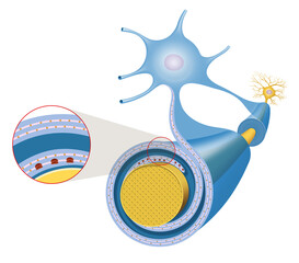 Nerve cell axon and myelin sheath
