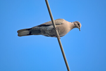 Dove on an electric wire