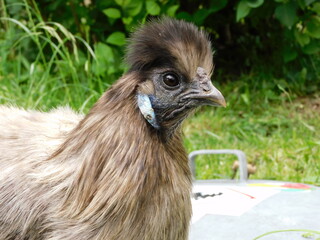 Graues Seidenhuhn im Garten