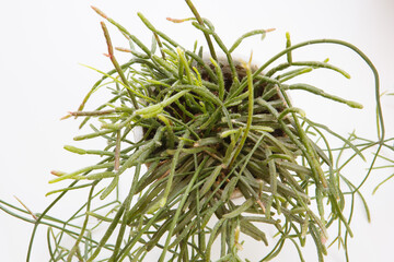 top view close up shot of a potted mix of Rhipsalis Baccifera and Ewaldiana ampelous succulent...