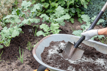 Fertilizing broccoli plants. A gardener mixes humus-rich compost soil with mineral primary rock...