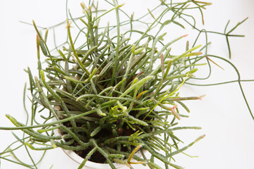 top view close up shot of a potted mix of Rhipsalis Baccifera and Ewaldiana ampelous succulent plants, with stems creeping on a white background