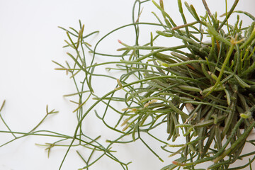 top view close up shot of a potted mix of Rhipsalis Baccifera and Ewaldiana ampelous succulent...