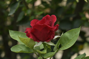 A closeup photograph of a flower plant at bloom time.