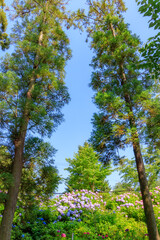 あじさい　高塔山公園　福岡県北九州市　Hydrangea Takatoyama park Fukuoka-ken Kitakyusyu city