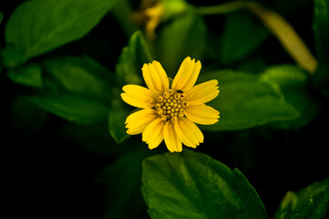 yellow flower on green background