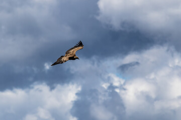 Vautour fauve