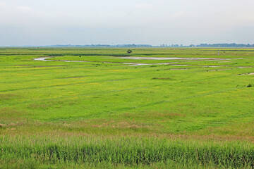 Landschaft des Wildvogelreservats Nordkehdingen an der Unterelbe (Niedersachsen)